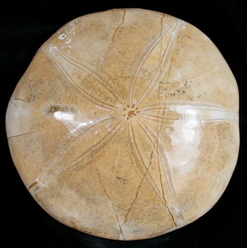 Large, Top Quality Polished Fossil Sand Dollar #11843